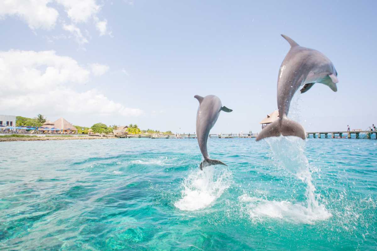 Snorkeling with Dolphins and Private Dinner in the Bahamas