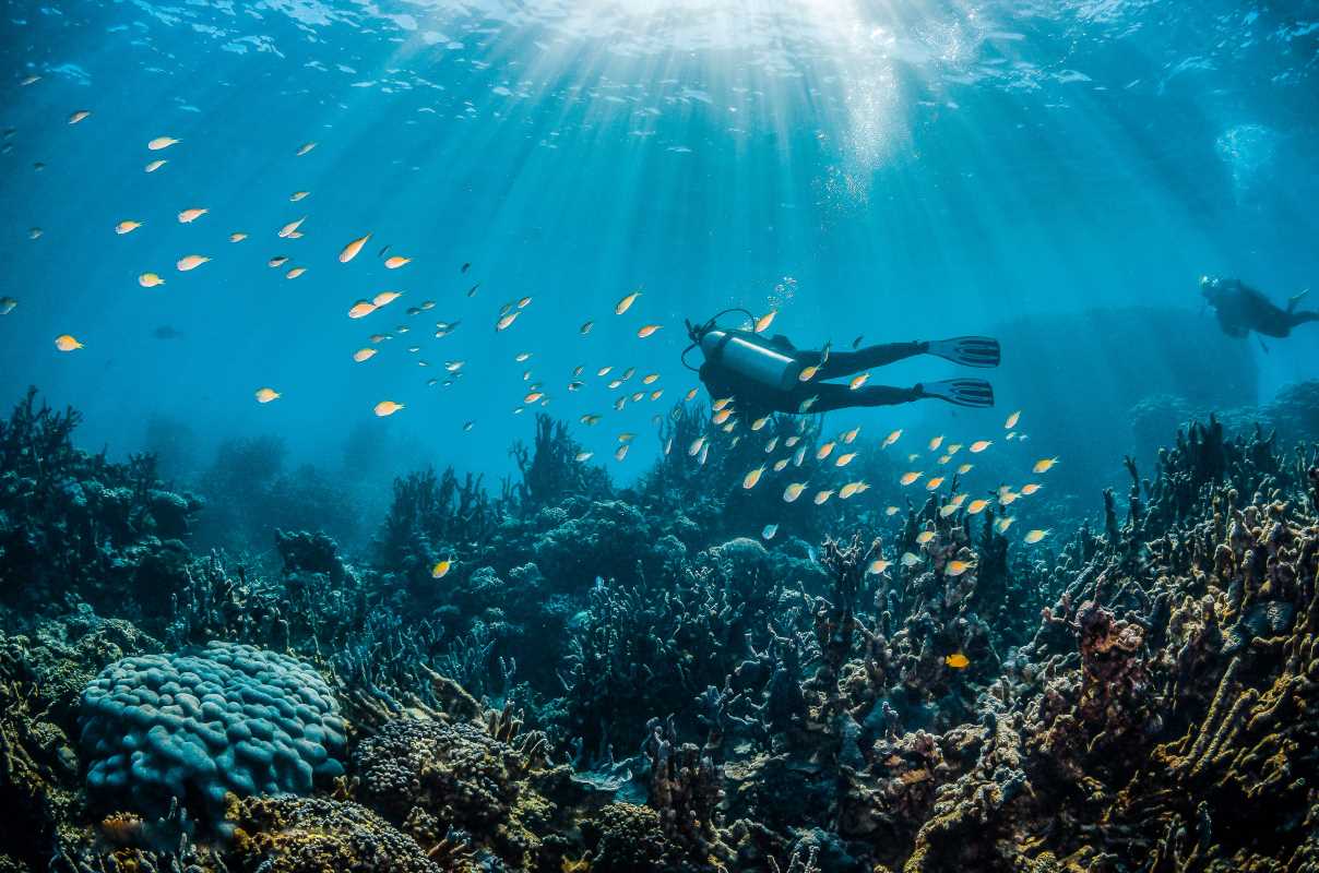 Explore Underwater Wonders: Reef Adventures with Scuba & Snorkeling