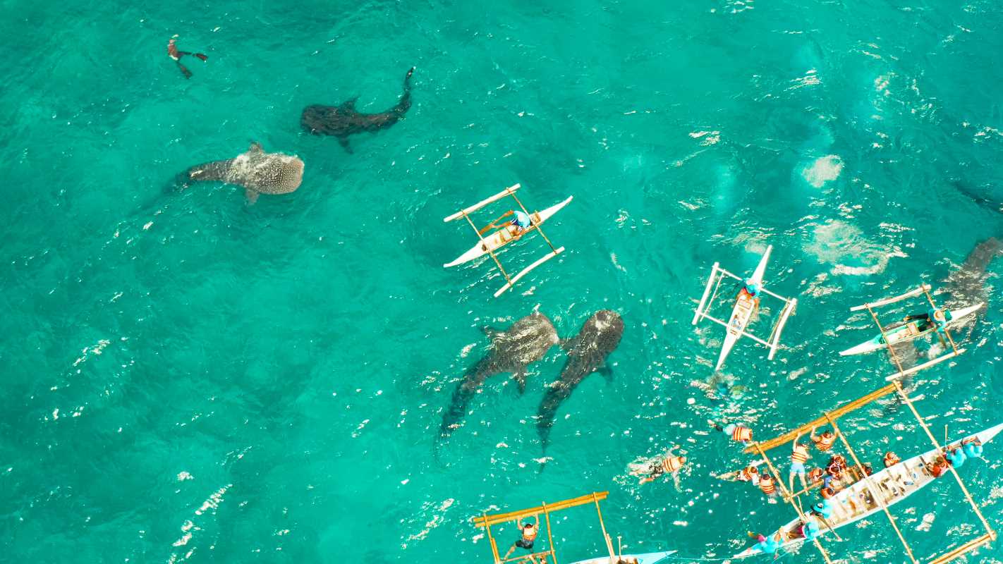 Snorkeling with Whale Sharks and Sunset Beach Dinner in the Philippines